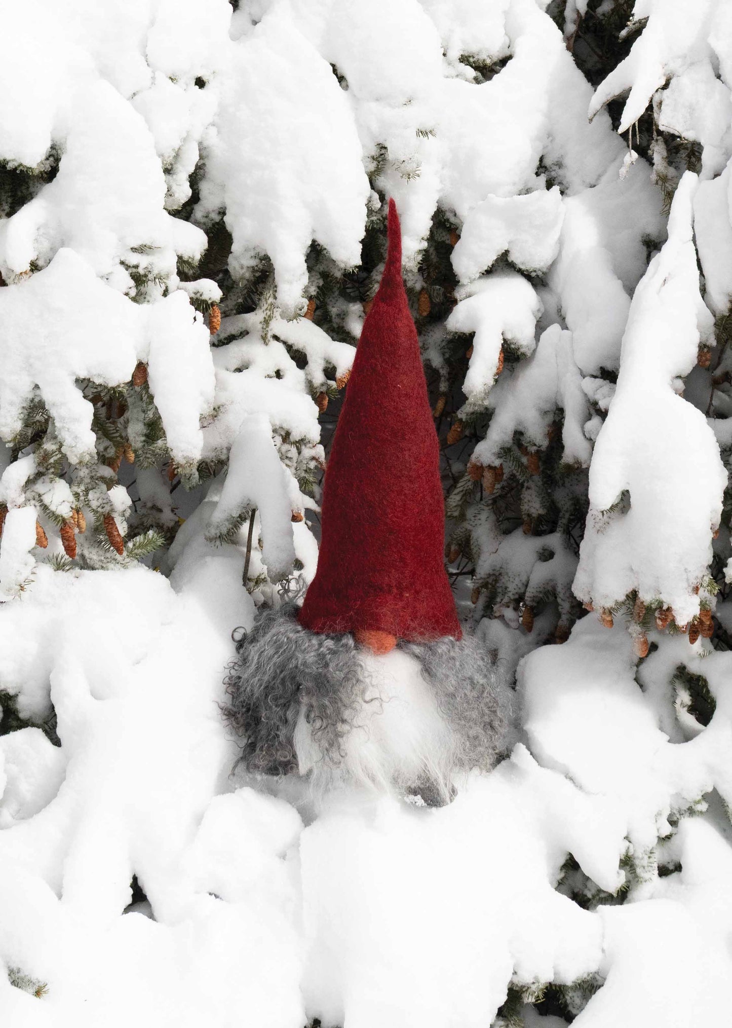 Asas Tomte Verner