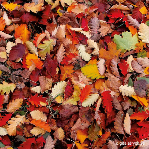 SDC Fall Leaves SS