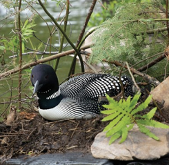 SDC Nesting Loon SS