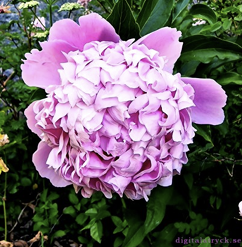 SDC Pink Peony Large SS