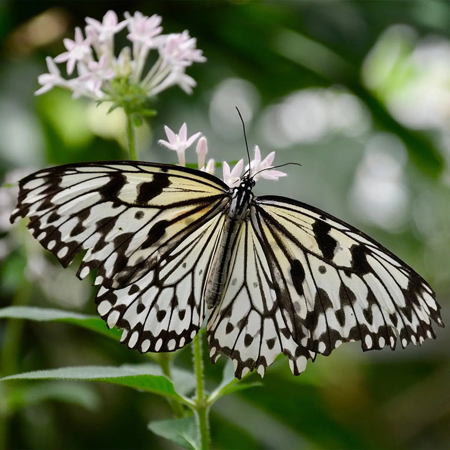 SDC White Butterfly SS
