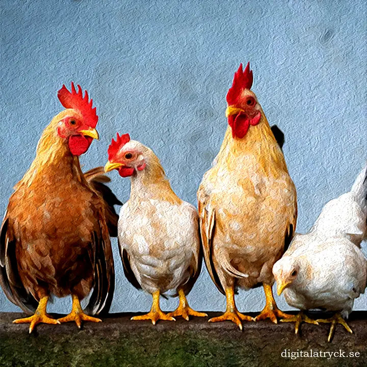 SDC Chickens