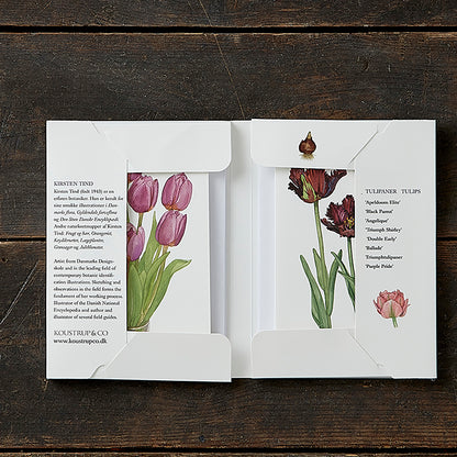Notecards Tulips