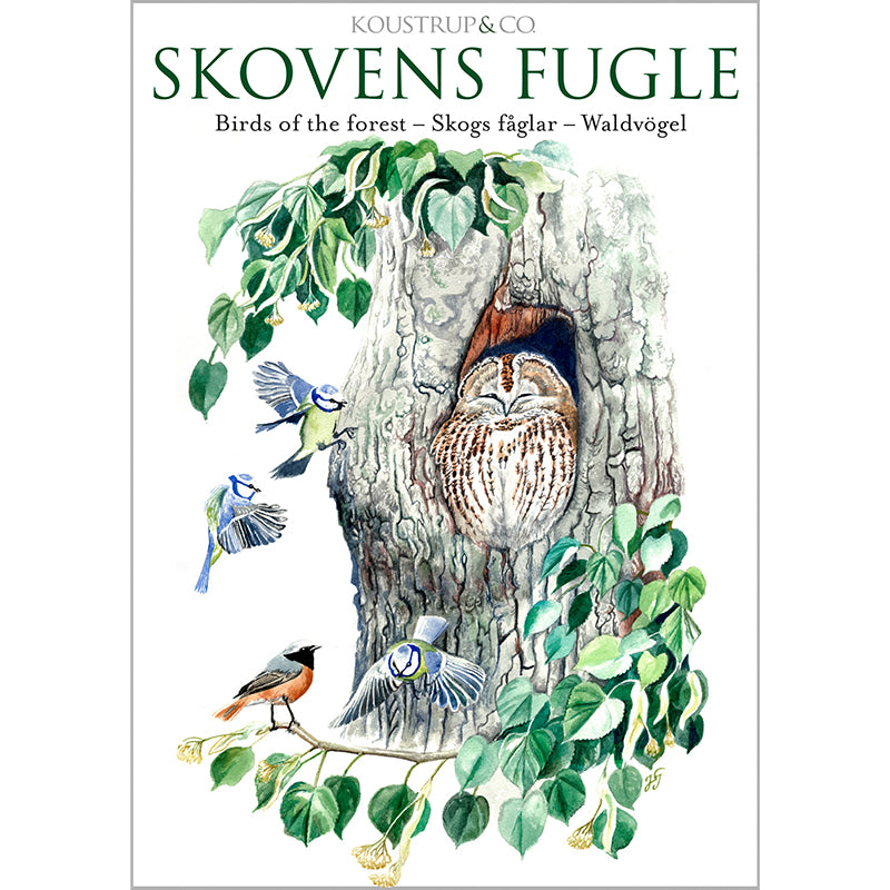 Notecards Birds of the Forest