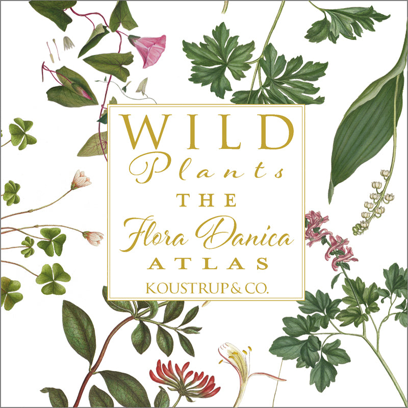 Note Cards Wild Plants Flora Danica