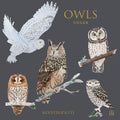Notecards Owl Koustrup