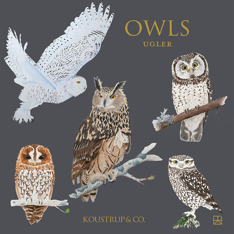 Notecards Owl Koustrup