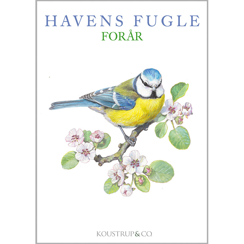 Notecards Spring Garden Birds