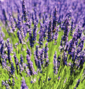 SDC Lavender Field SS