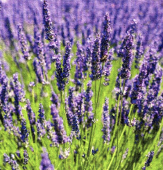 SDC Lavender Field SS