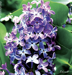 SDC Lilac Flower SS