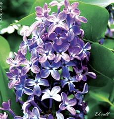 SDC Lilac Flower SS