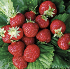SDC Strawberries with Leaves SS