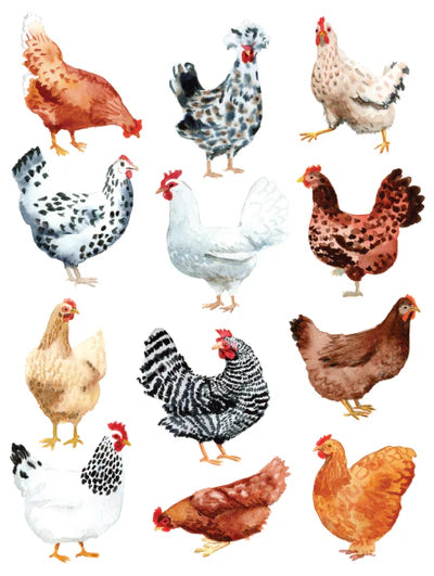 Notecards Chicken
