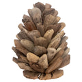 Pinecone Driftwood