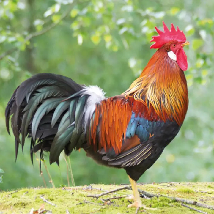 SDC Colorful Rooster