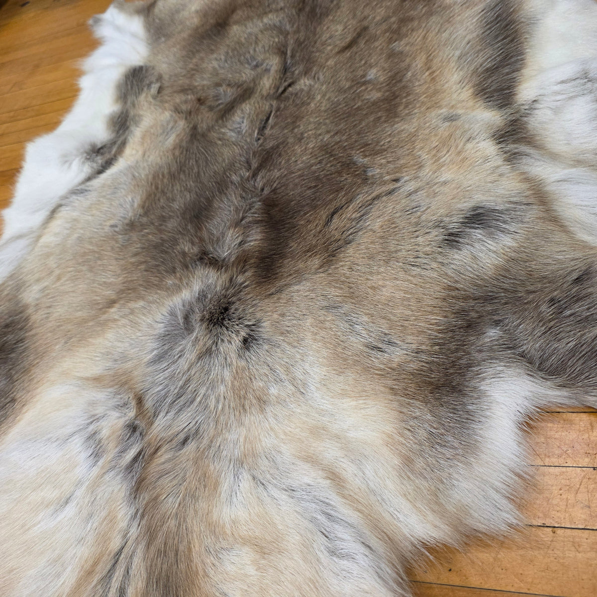 Reindeer Hide - Two