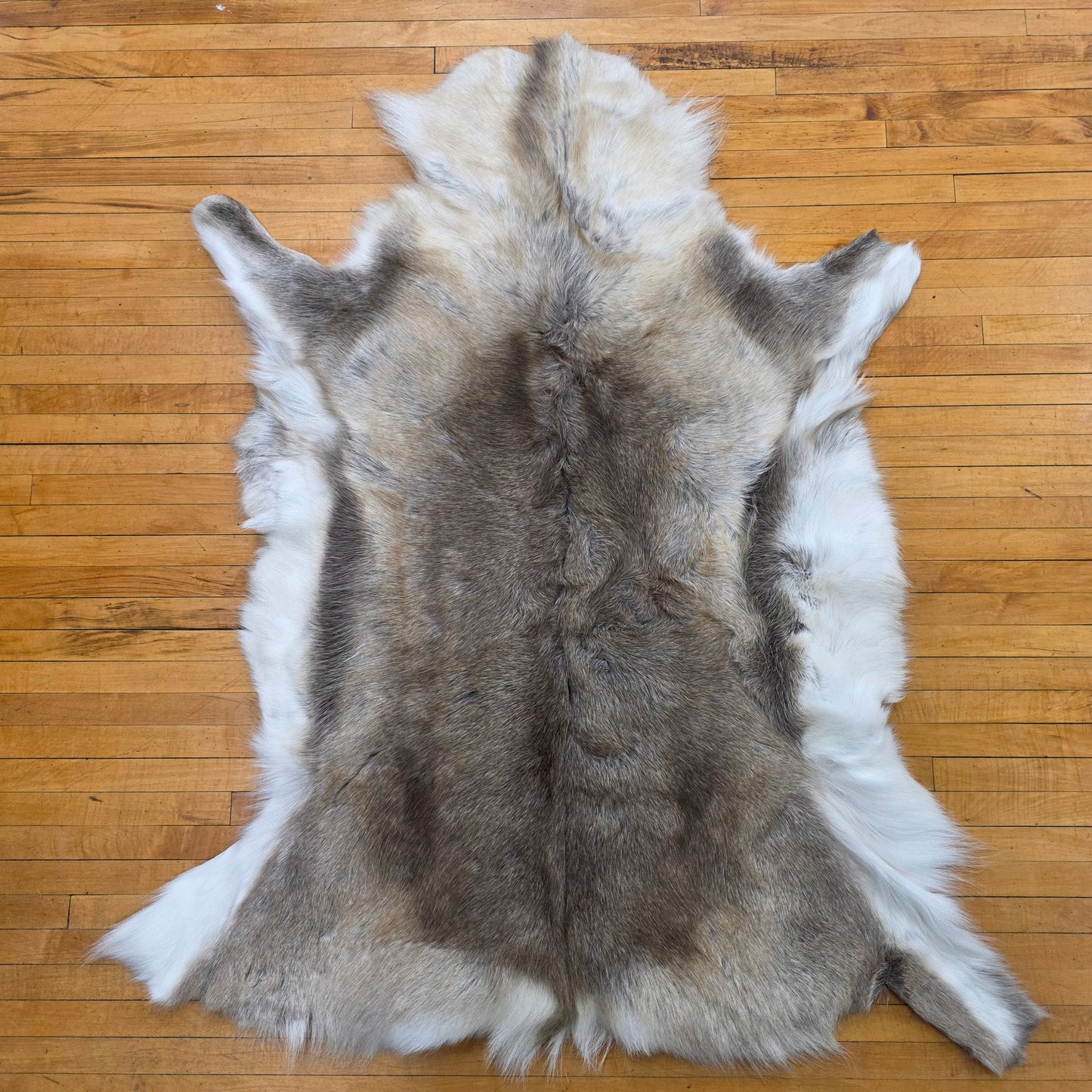 Reindeer Hide - Two